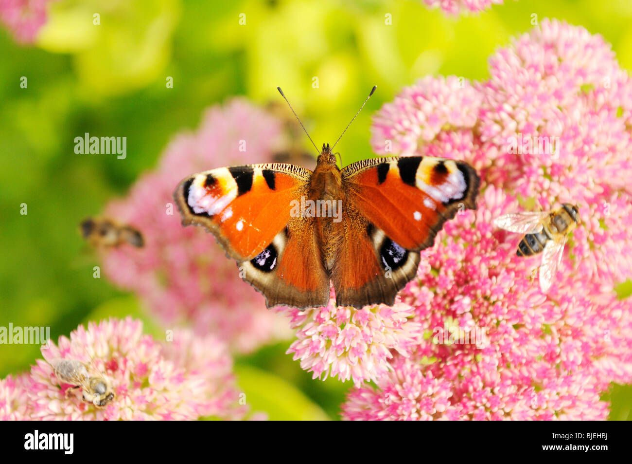 Peacock butterfly (Inachis io), bird's eye view, close-up Stock Photo