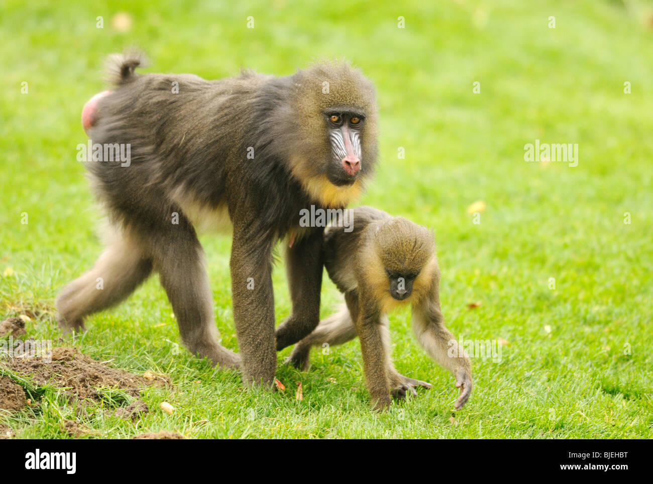 Mandrill (Mandrillus sphinx) mother and young, zoological garden of Augsburg, Germany, side view Stock Photo