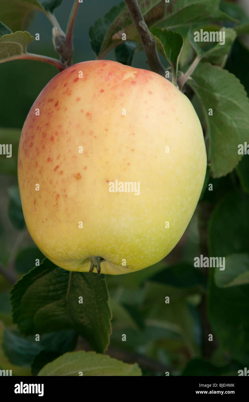 Domestic Apple (Malus domestica), variety: Glockenapfel, apple on a tree. Stock Photo