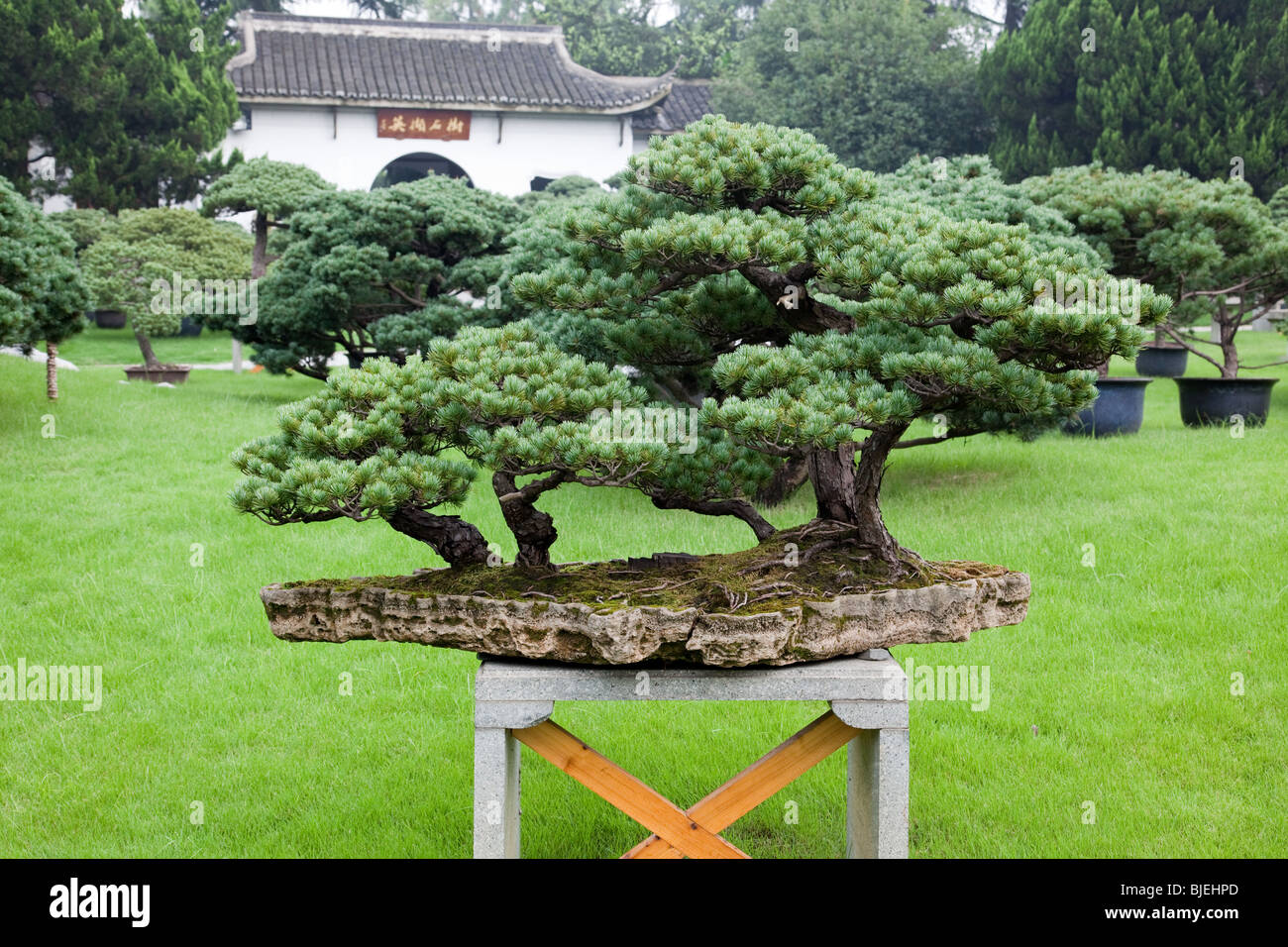 Bonsai garden in Hangzhou Flower Nursery, China Stock Photo Alamy