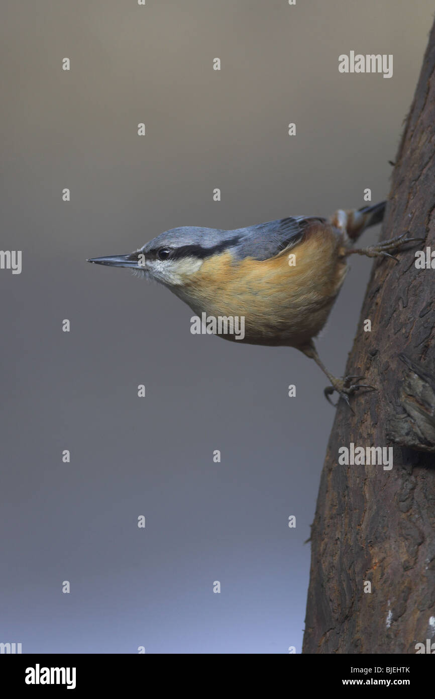 European nuthatch Sitta europaea on the trunk of a tree looking left Stock Photo