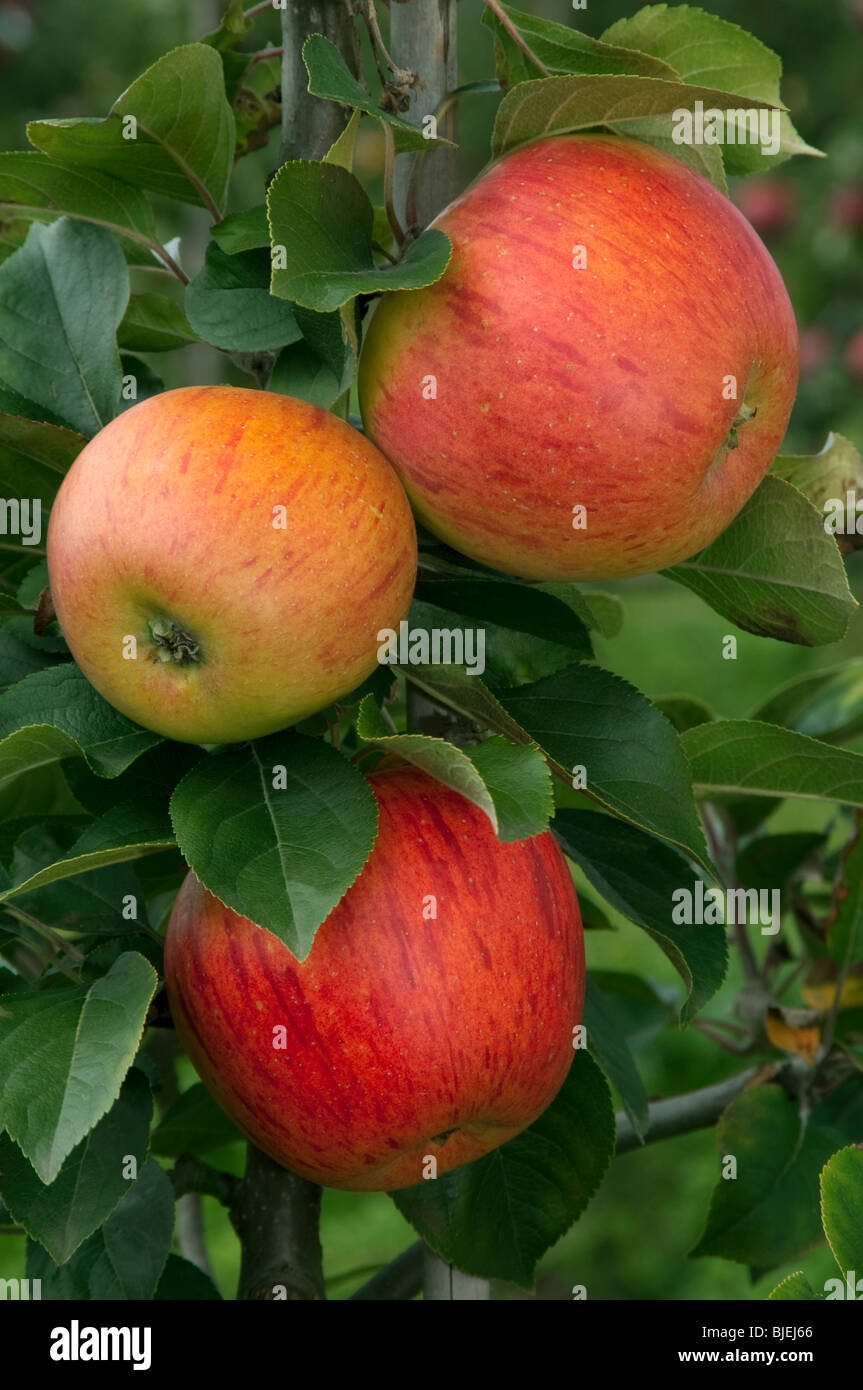 Domestic Apple (Malus domestica), variety: Goldparmaene, apples on a tree. Stock Photo
