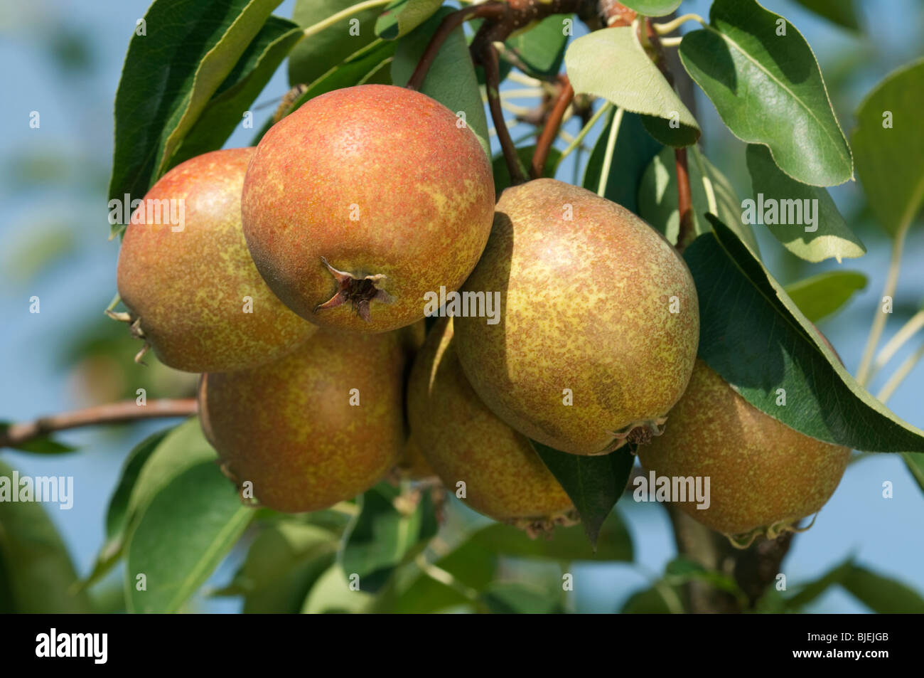 Common Pear, European Pear (Pyrus communis), variety: Gute Luise von Avranches. Fruit on a tree. Stock Photo