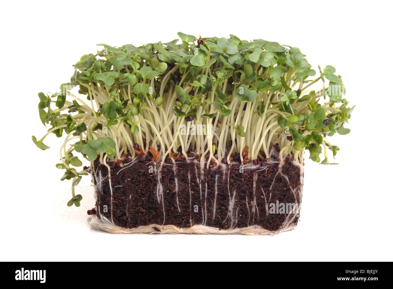 Корневая система рукколы