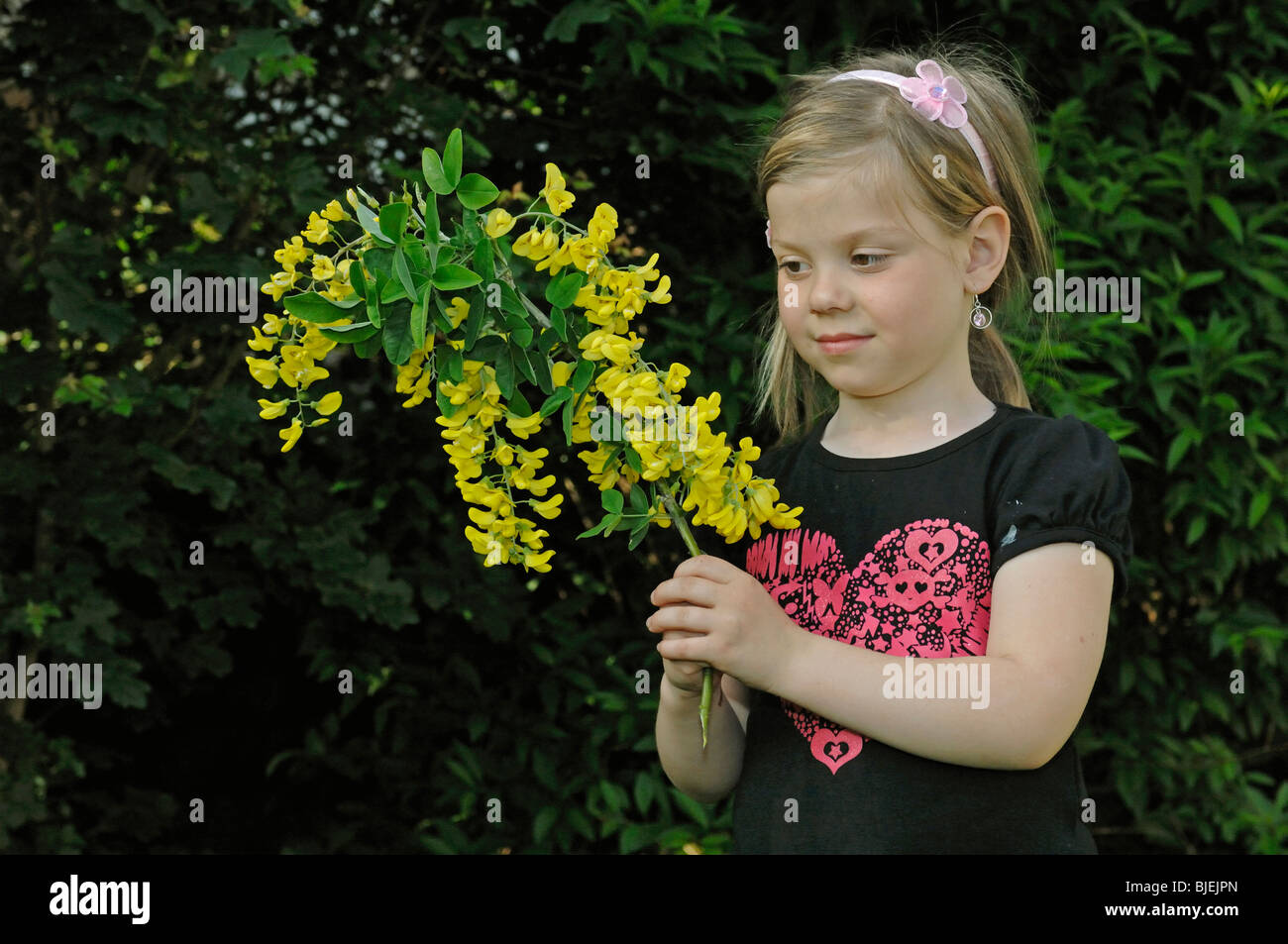 Common Laburnum (Laburnum anagyroides). Girl with flowering twig. Stock Photo