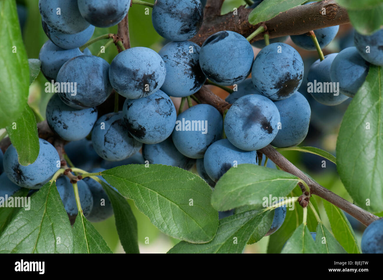 Damson bush hires stock photography and images Alamy