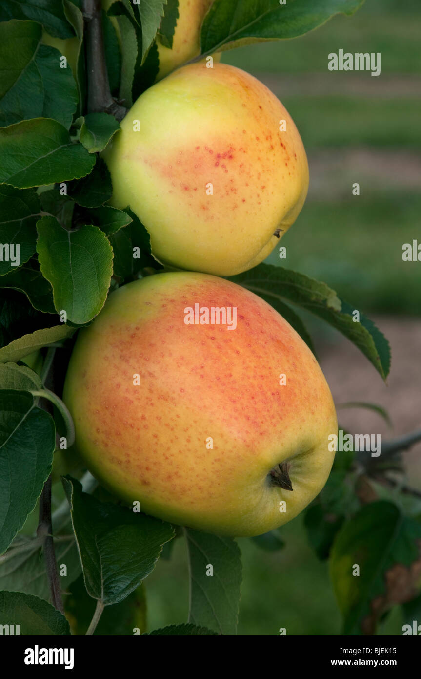 Domestic Apple (Malus domestica), variety: Glockenapfel, apples on a tree. Stock Photo