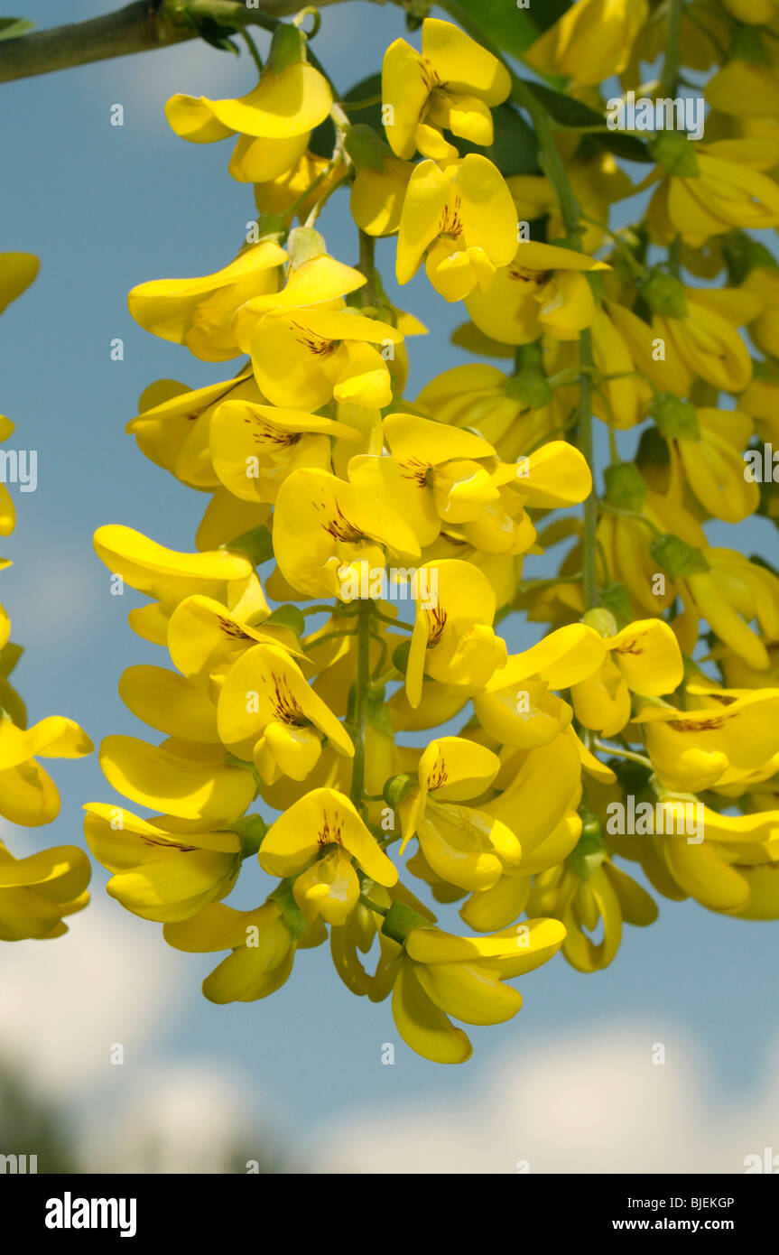 Common Laburnum (Laburnum anagyroides), cluster of flowers. Stock Photo