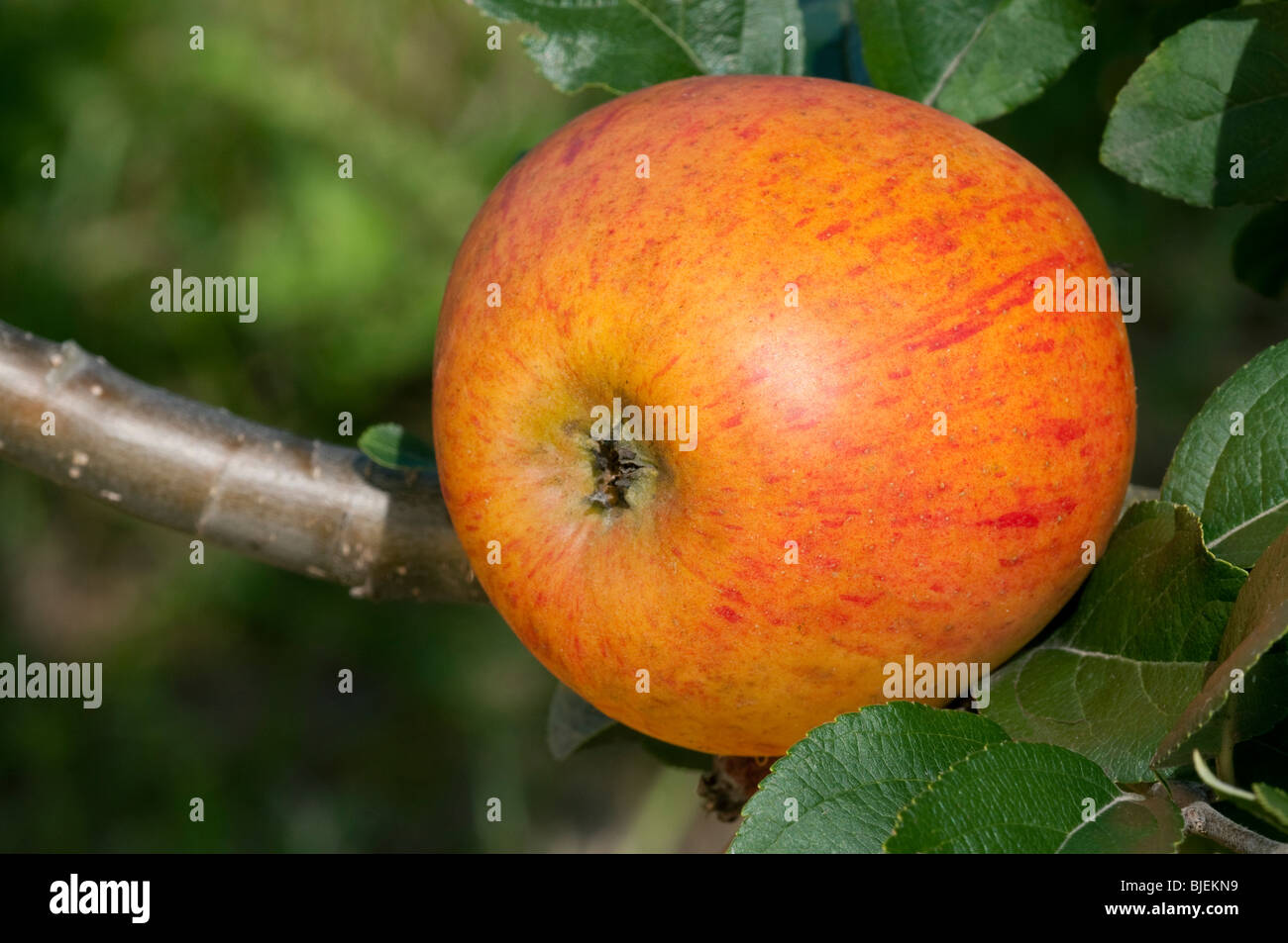 Domestic Apple (Malus domestica), variety: King of the Pippins, apple on a tree. Stock Photo