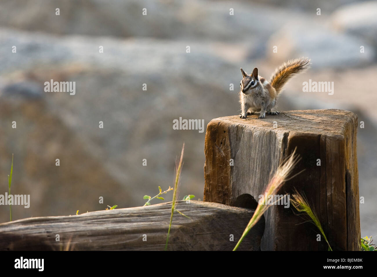 Chipmunk (Tamias striatus) on a wooden fence, Yosemite National park, USA Stock Photo