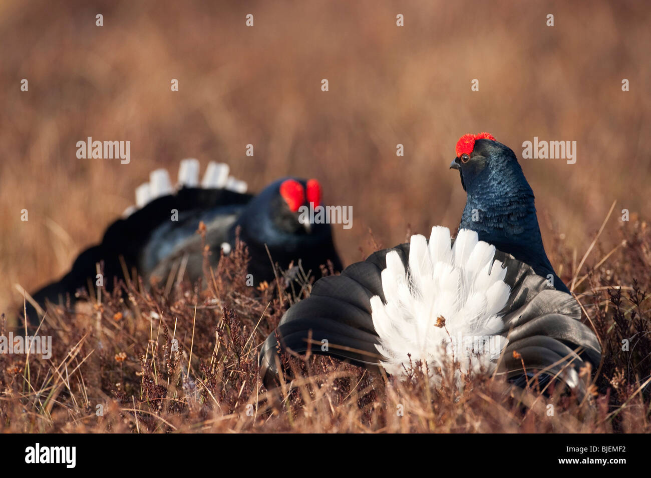 Two Black grouses (Lyrurus tetrix) in meadow, Sollebrunn, Sweden Stock Photo