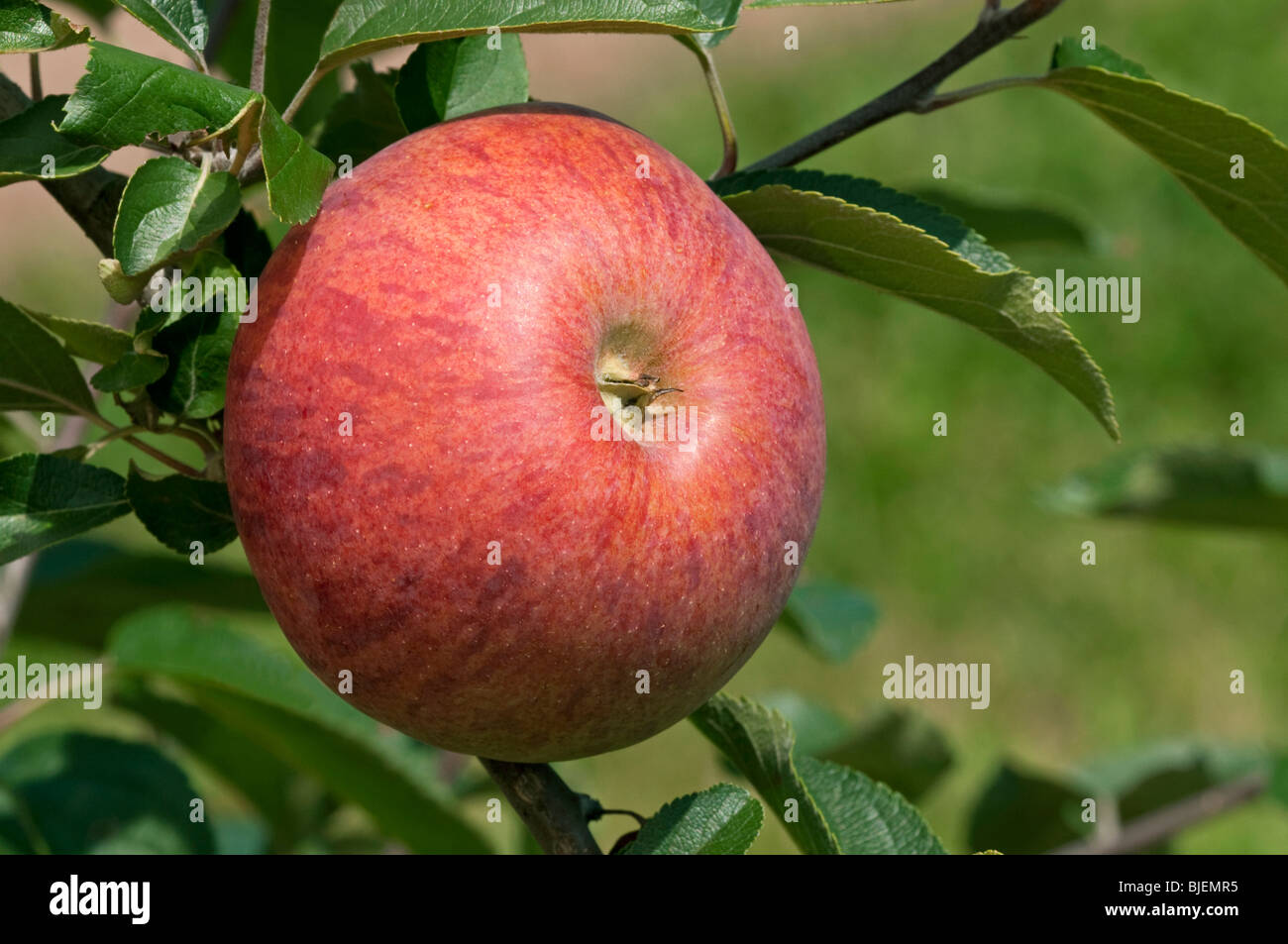Domestic Apple (Malus domestica), variety: Gewuerzluiken, apple on a tree. Stock Photo