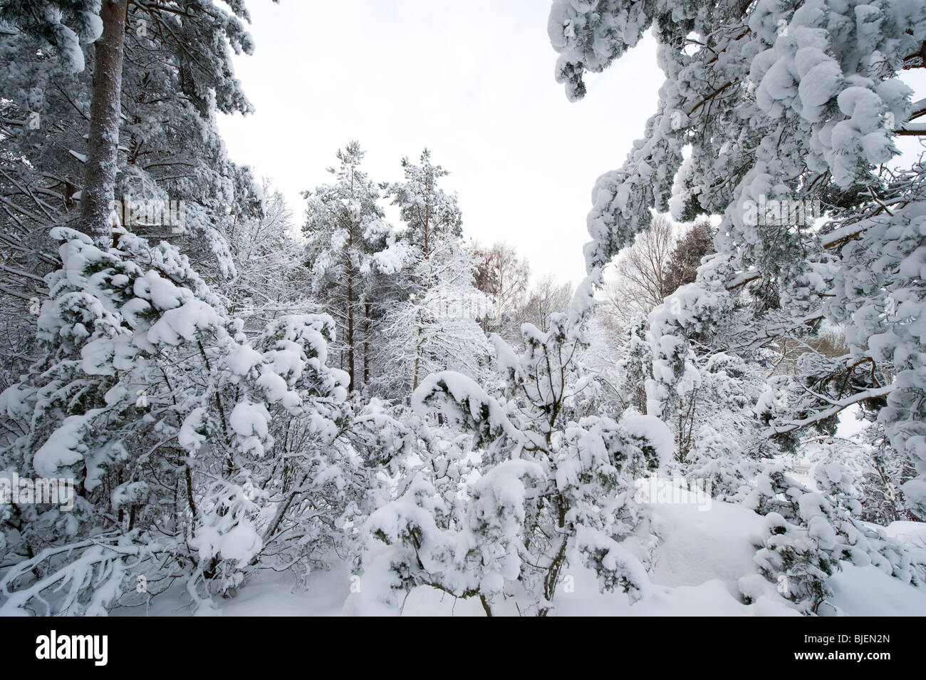 Winter details and landscape view, Sweden 2010 Stock Photo - Alamy