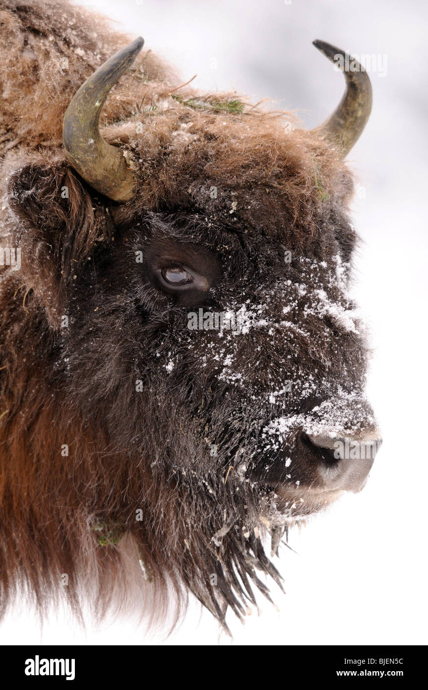 Wisent (Bison bonasus) in snow, portrait Stock Photo - Alamy