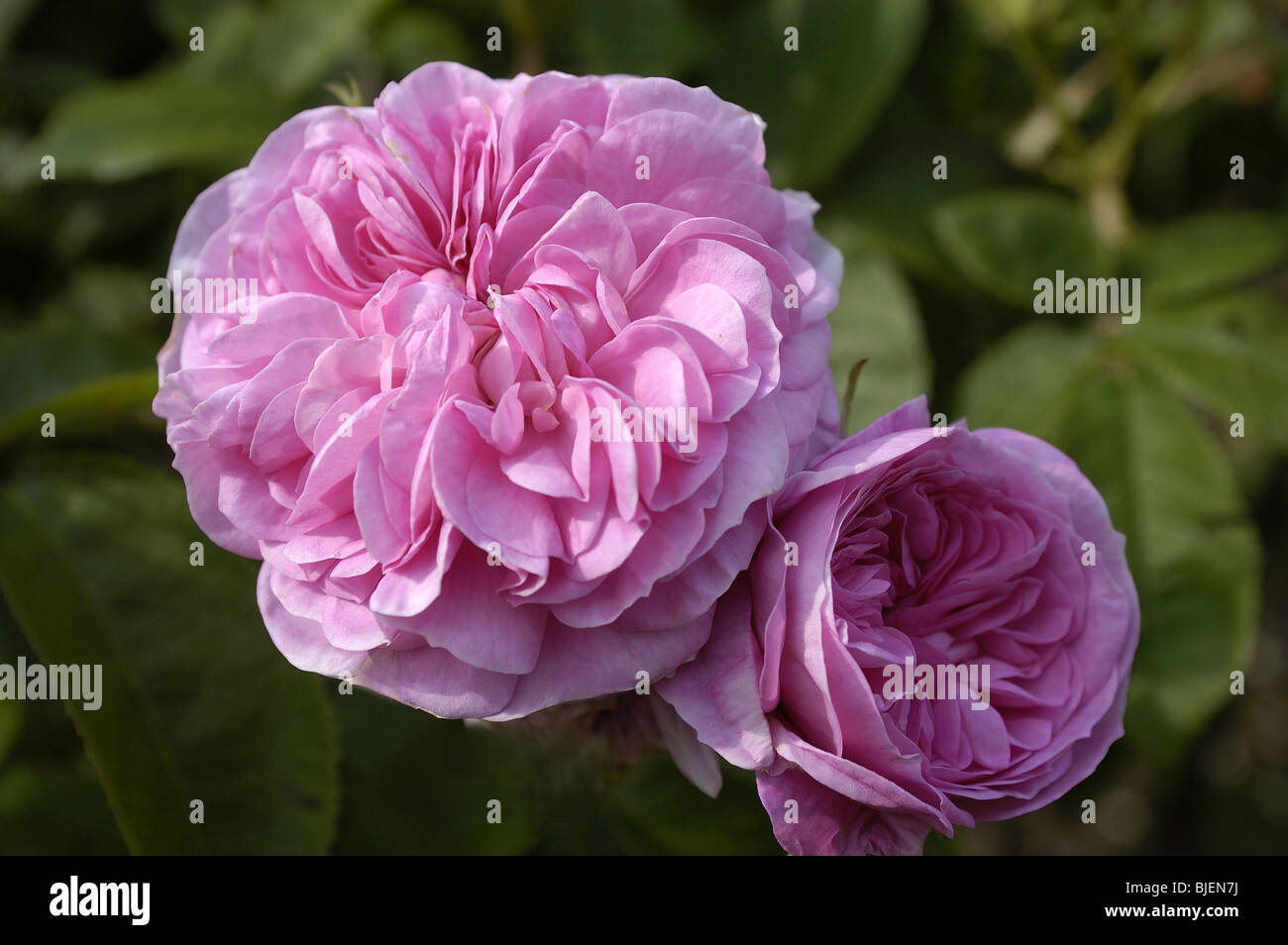 Pink Damask Rose 'La Ville de Bruxelles' Stock Photo - Alamy