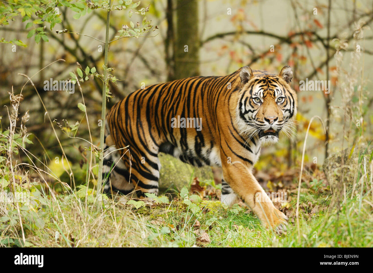 Siberian tiger (Panthera tigris altaica), zoological garden of Augsburg, Germany Stock Photo