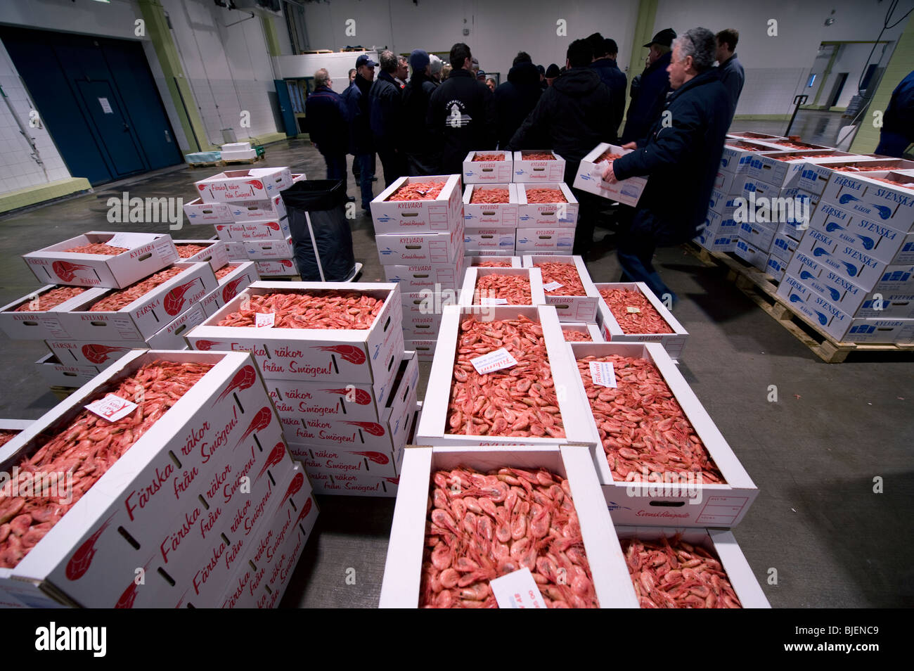 Shrimps at fish auktion, Gothenburg Sweden Stock Photo