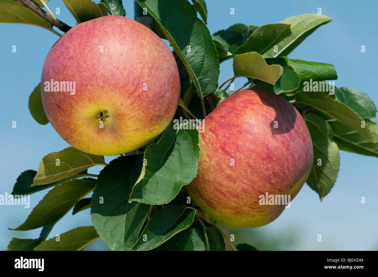 Domestic Apple (Malus domestica), variety: Gewuerzluiken, apples on a tree. Stock Photo