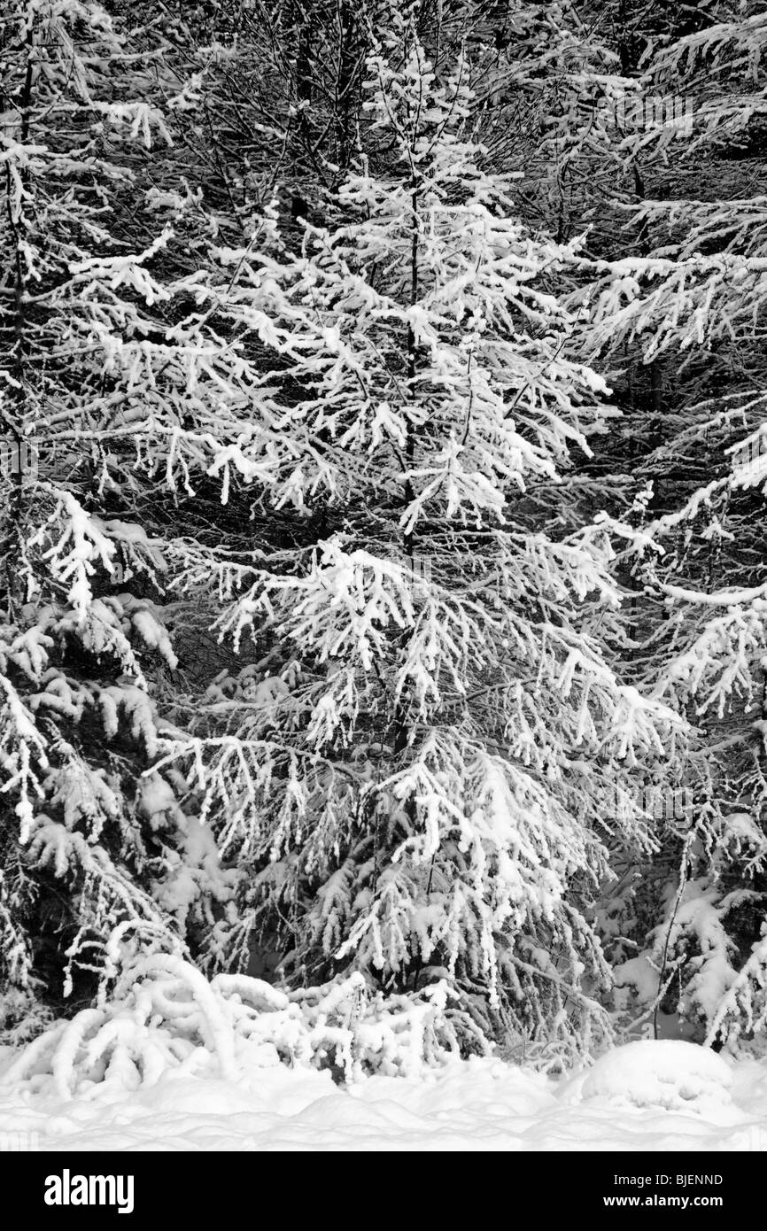 Black and White Picture of Fir Trees Covered in Snow and Ice. Stock Photo