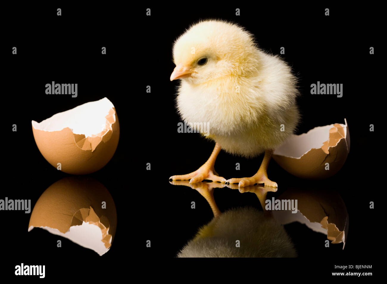 Chick hatching from an egg stock photo alamy