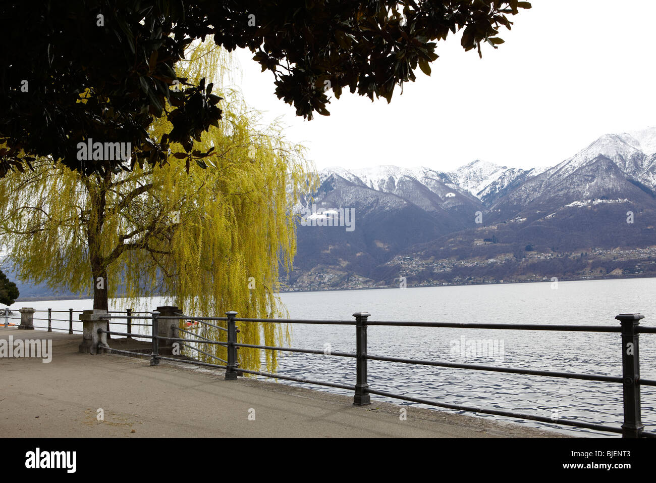 Lake Maggiore with weeping willow in Locarno, Switzerland Stock Photo