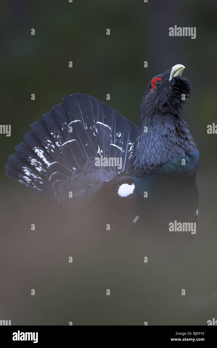 Male Capercaillie Tetrao urogallus displaying in the forests in the