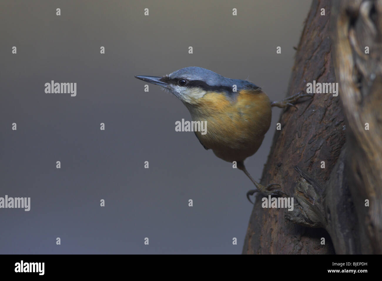 European nuthatch Sitta europaea on the trunk of a tree looking left Stock Photo