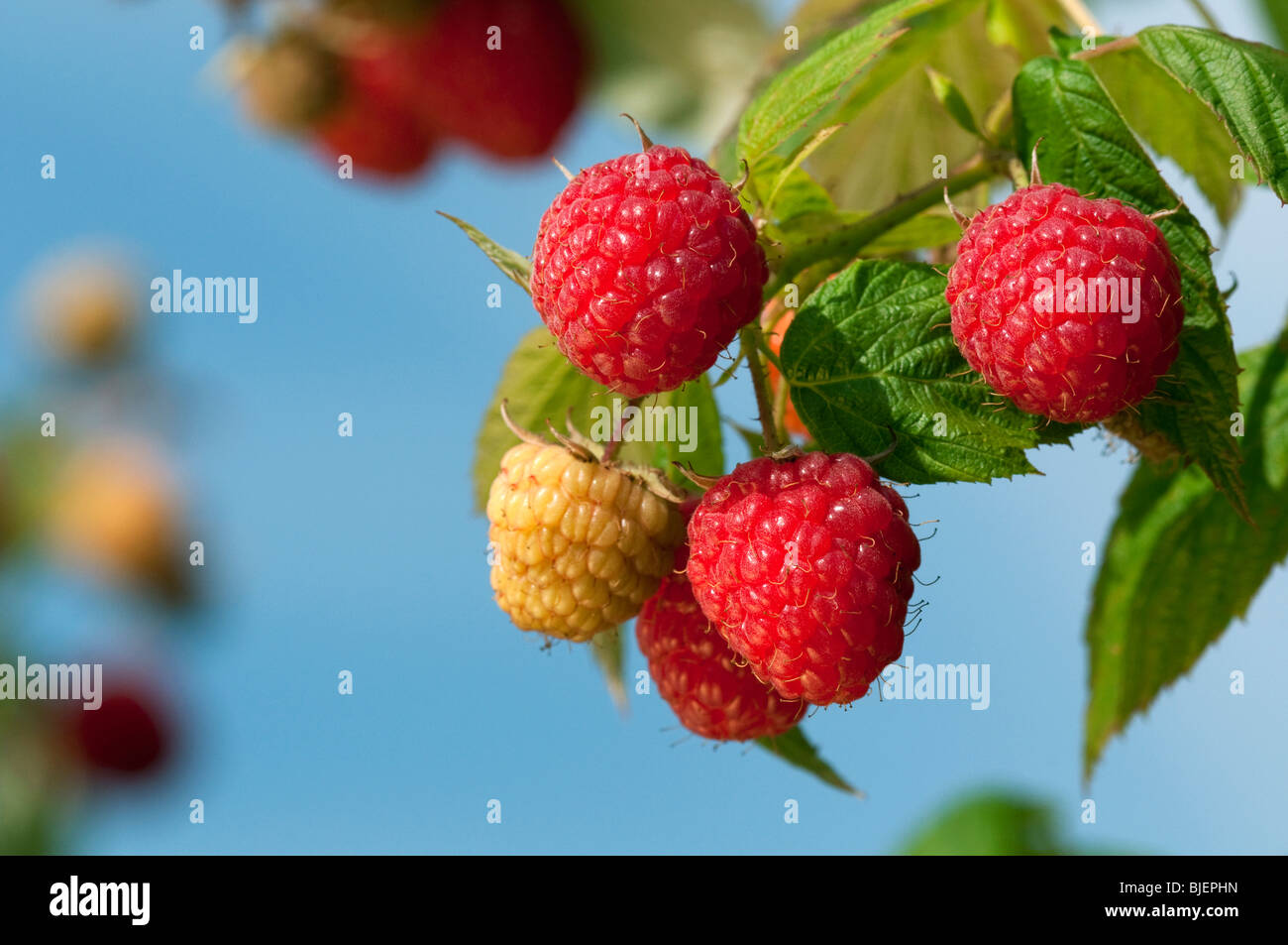 Raspberry of queen hires stock photography and images Alamy