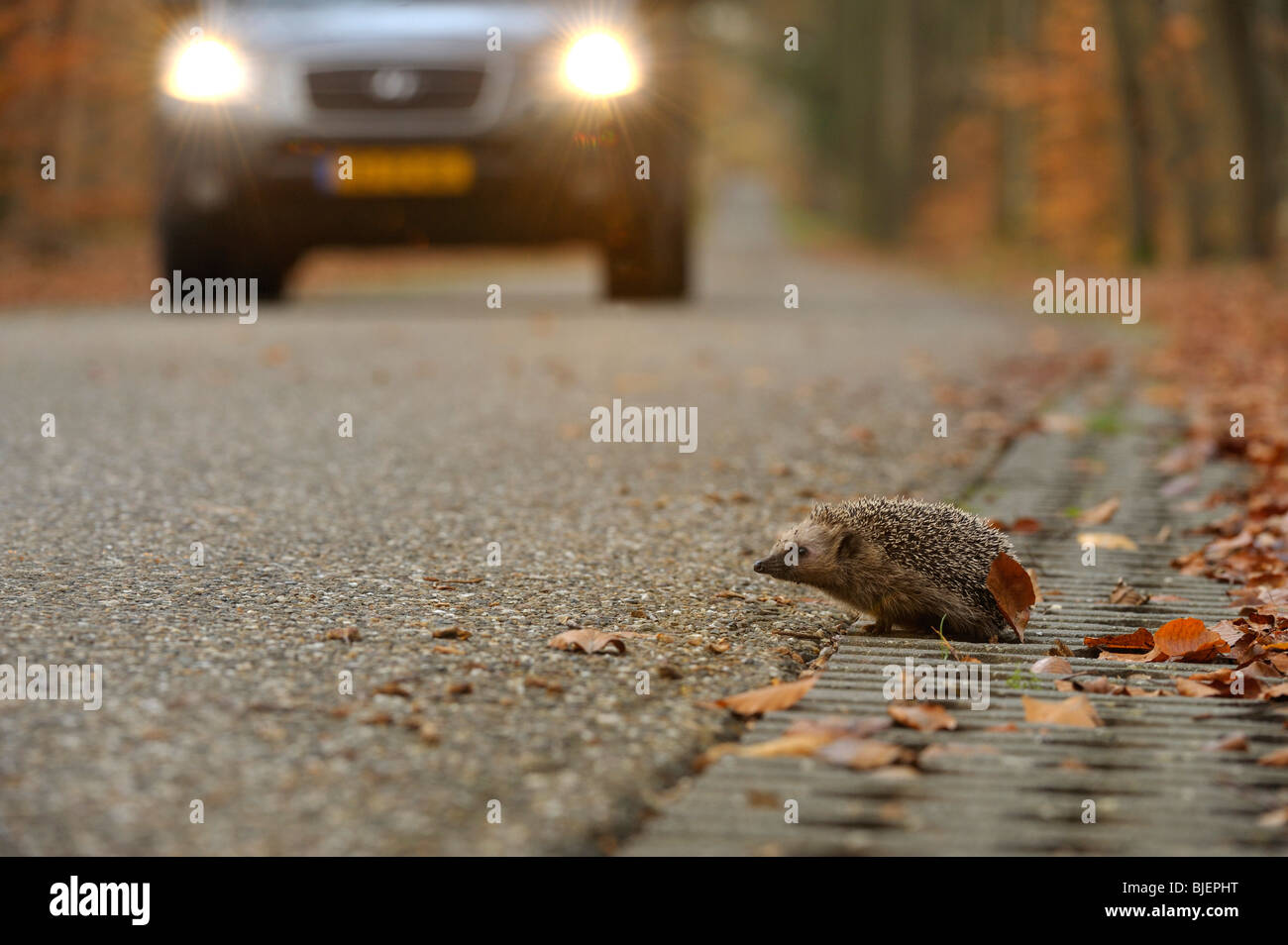 Hedgehog (Erinaceus europaeus) crossing the road with car