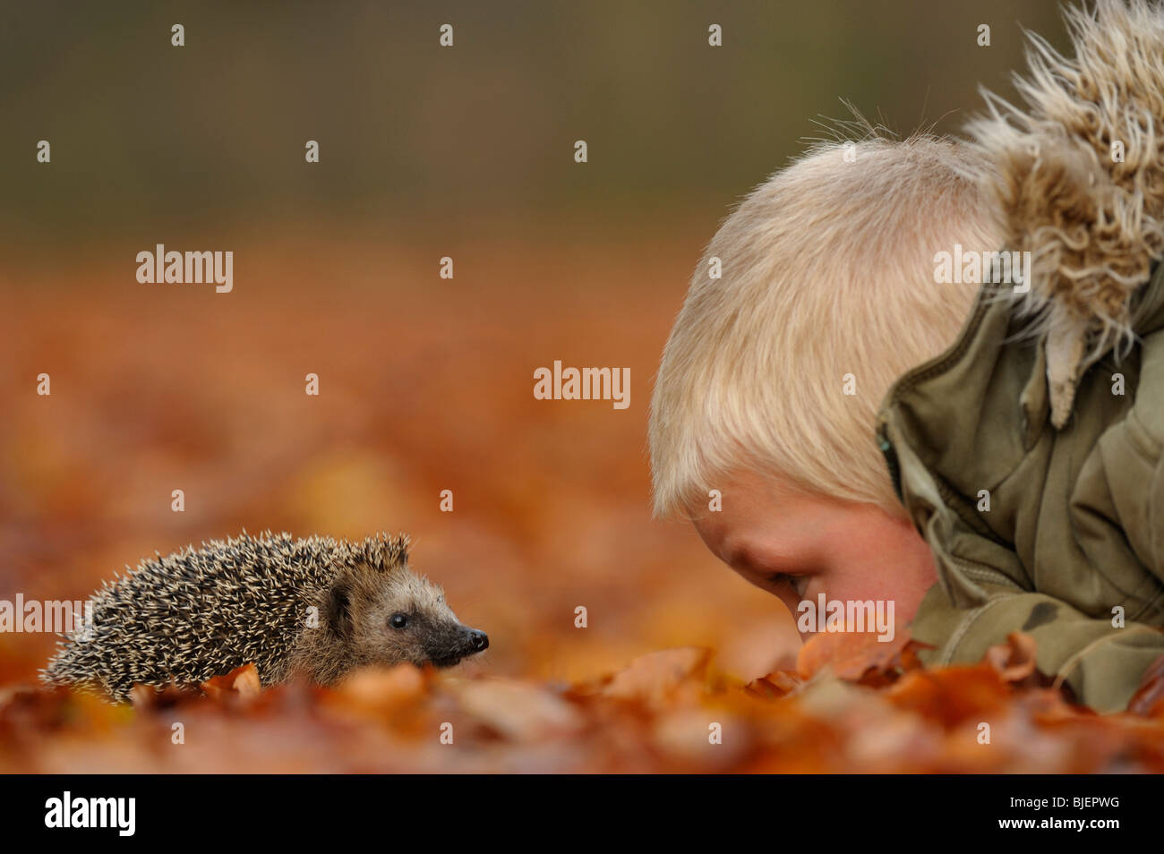 Hedgehog (Erinaceus europaeus). Boy eye-to eye with hedgehog in autumn forest. Stock Photo
