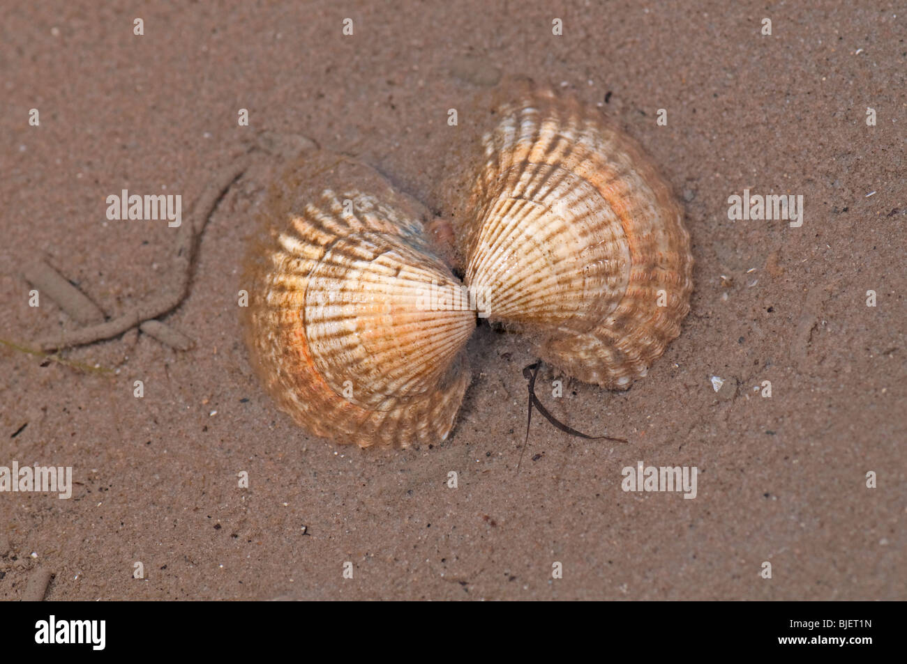 Common Cockle (Cerastoderma edule, Cardium edule), shells on sand. Stock Photo