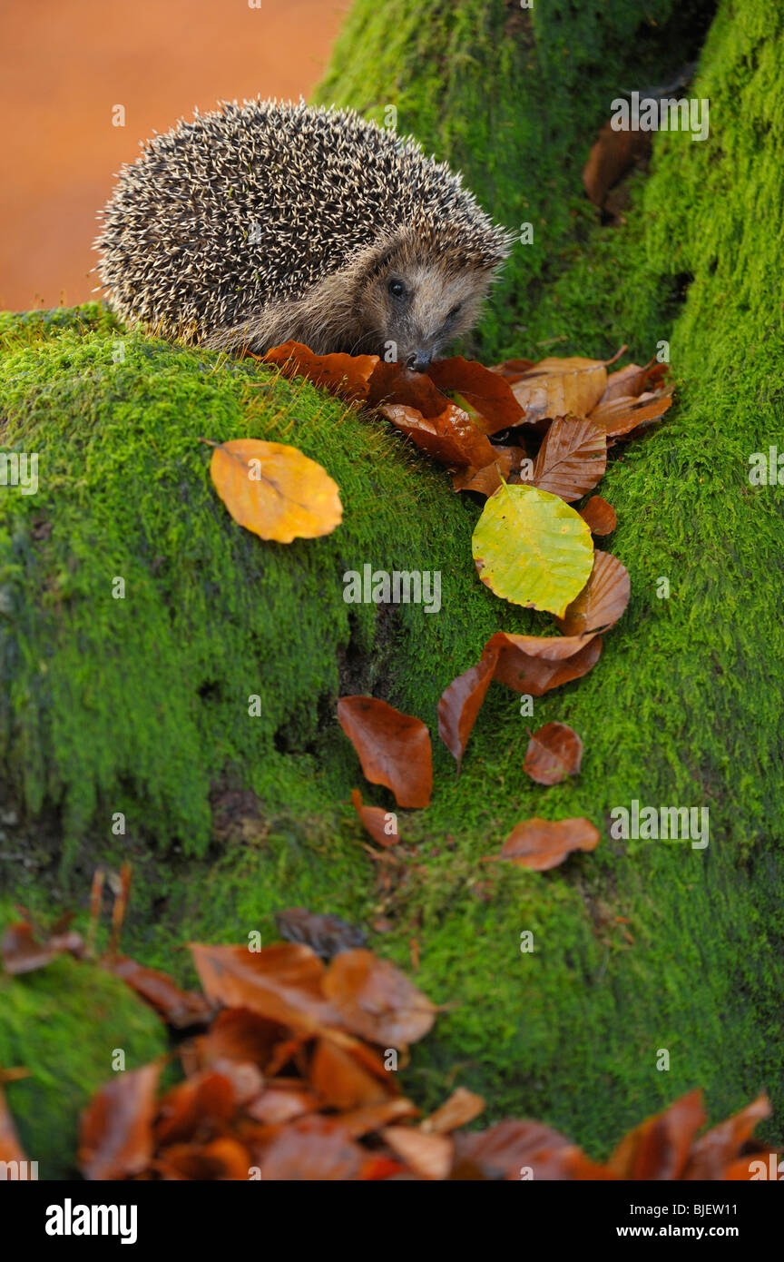 Hedgehog (Erinaceus europaeus) in a Beech forest looking for food, Netherlands. Stock Photo