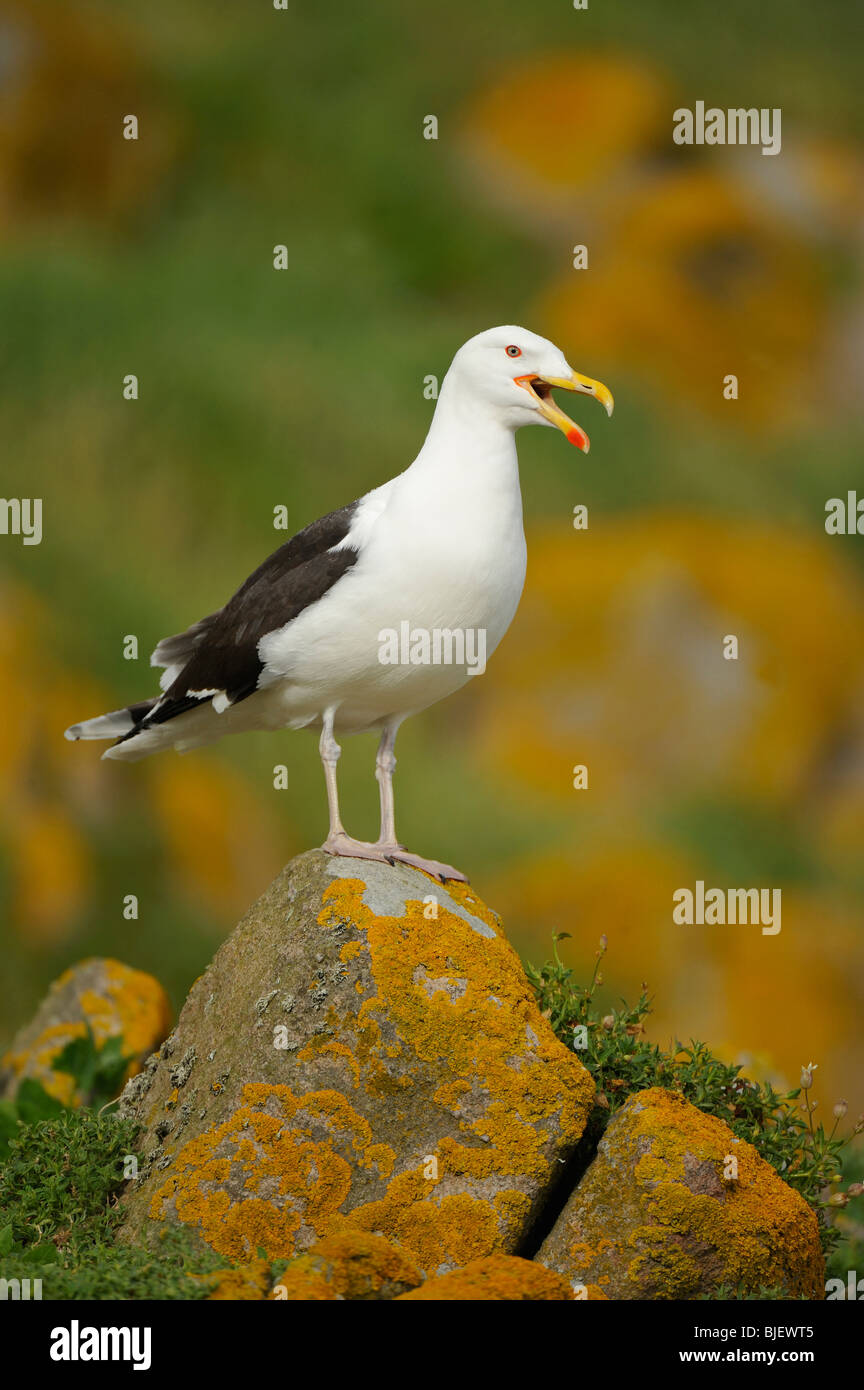 Great Black-back Gull (Larus marinus). Adult screaming on a cliff top rock on Saltee Islands, Ireland. Stock Photo