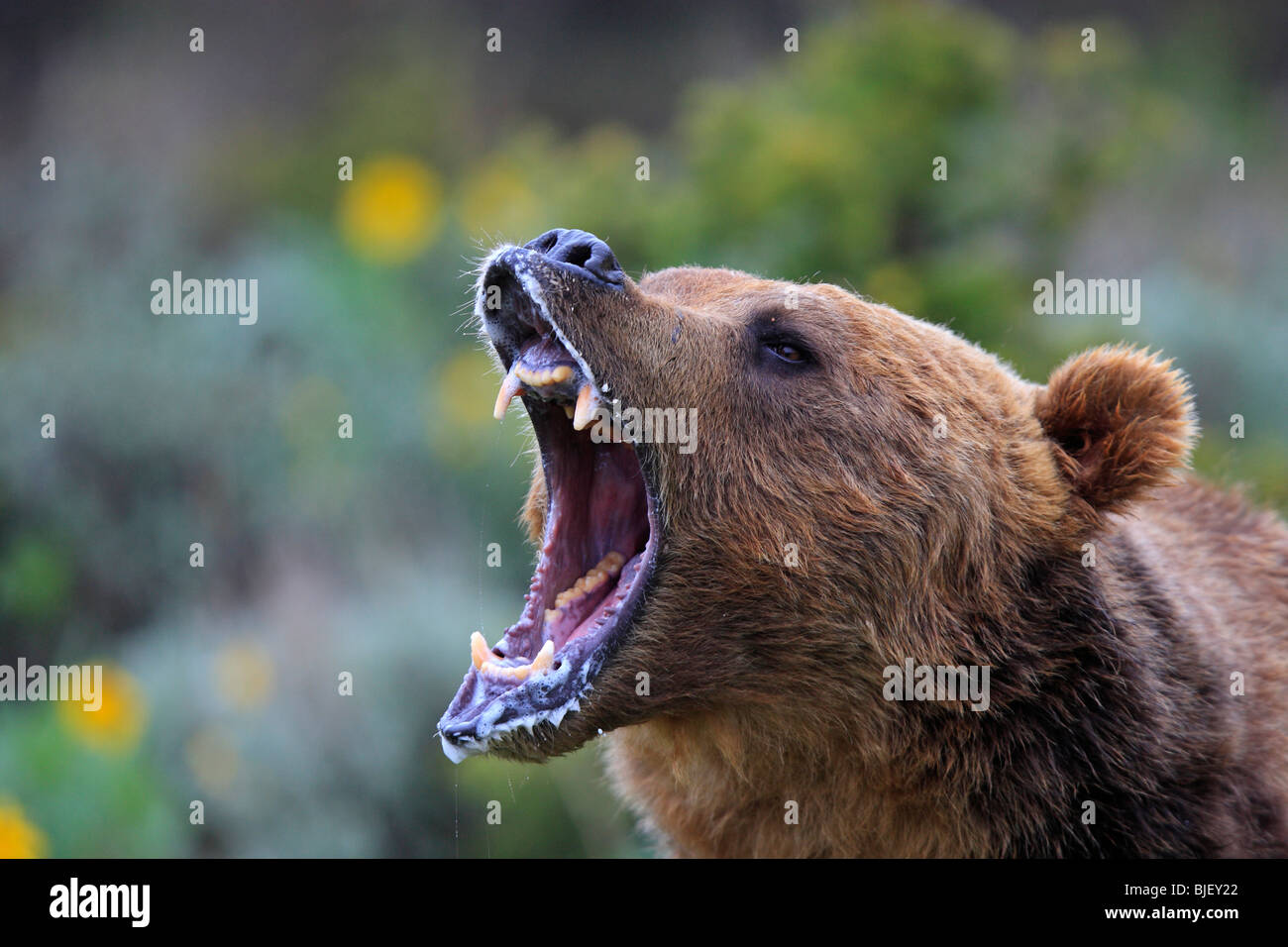 Bear Side Roar