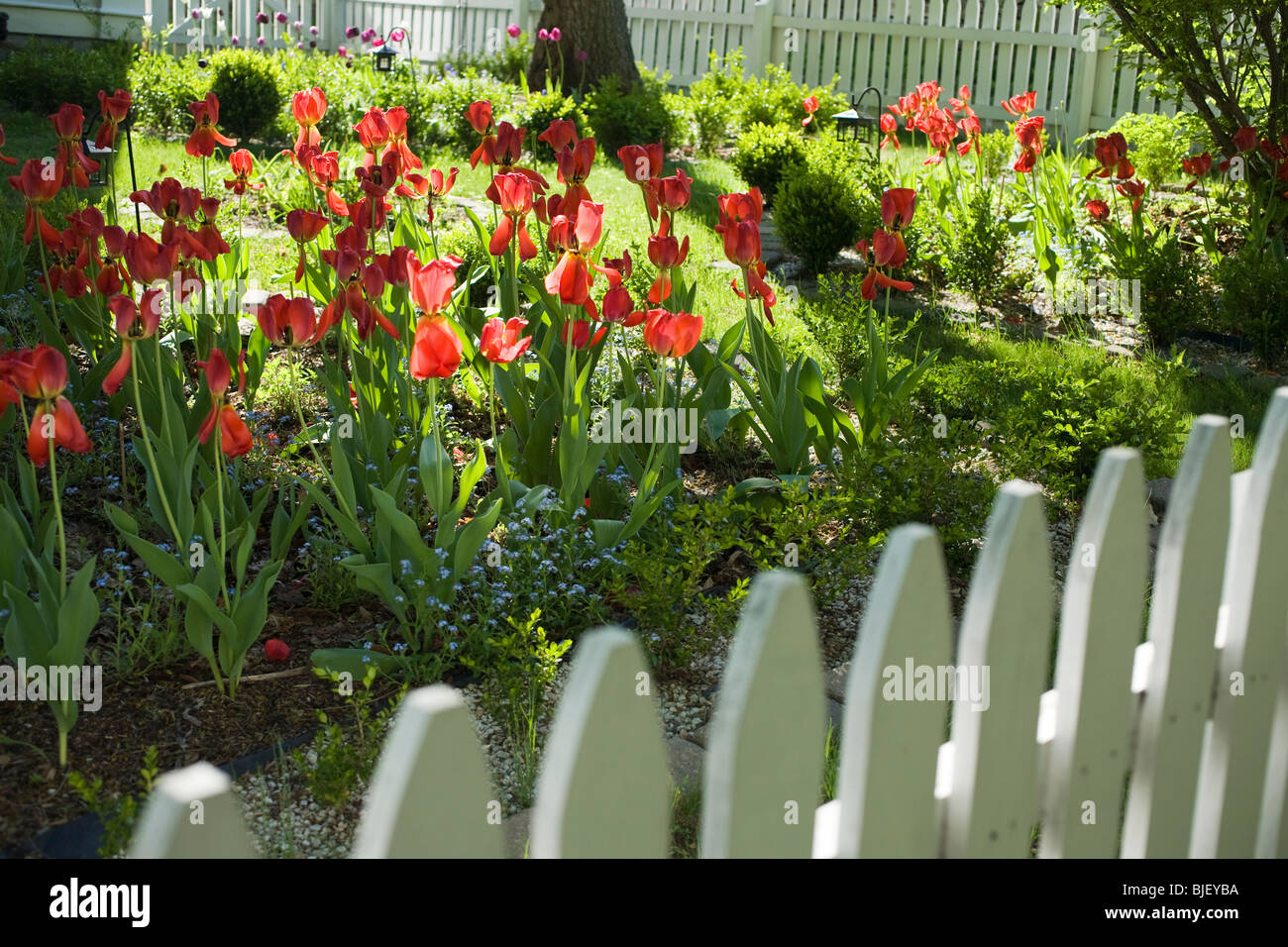 Picket fence surrounds a flowerfilled yard on a sunny spring afternoon