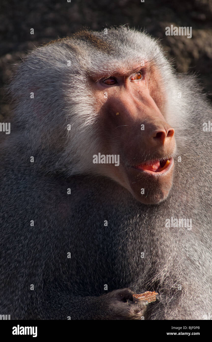 Snacking baboon Stock Photo