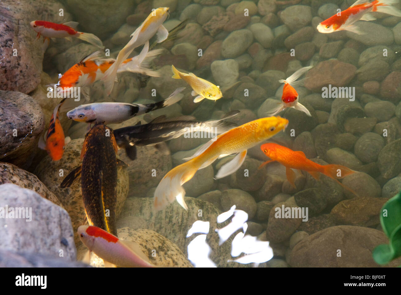 gold fishes swimming in a small artificial pond in shallow water view from top Stock Photo