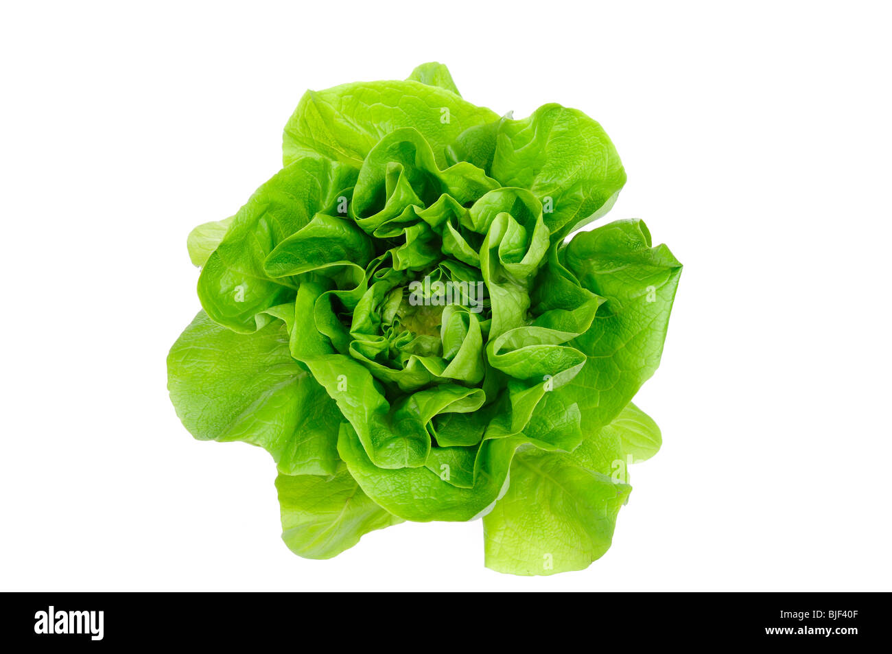 Green lettuce isolated on the white background. Stock Photo