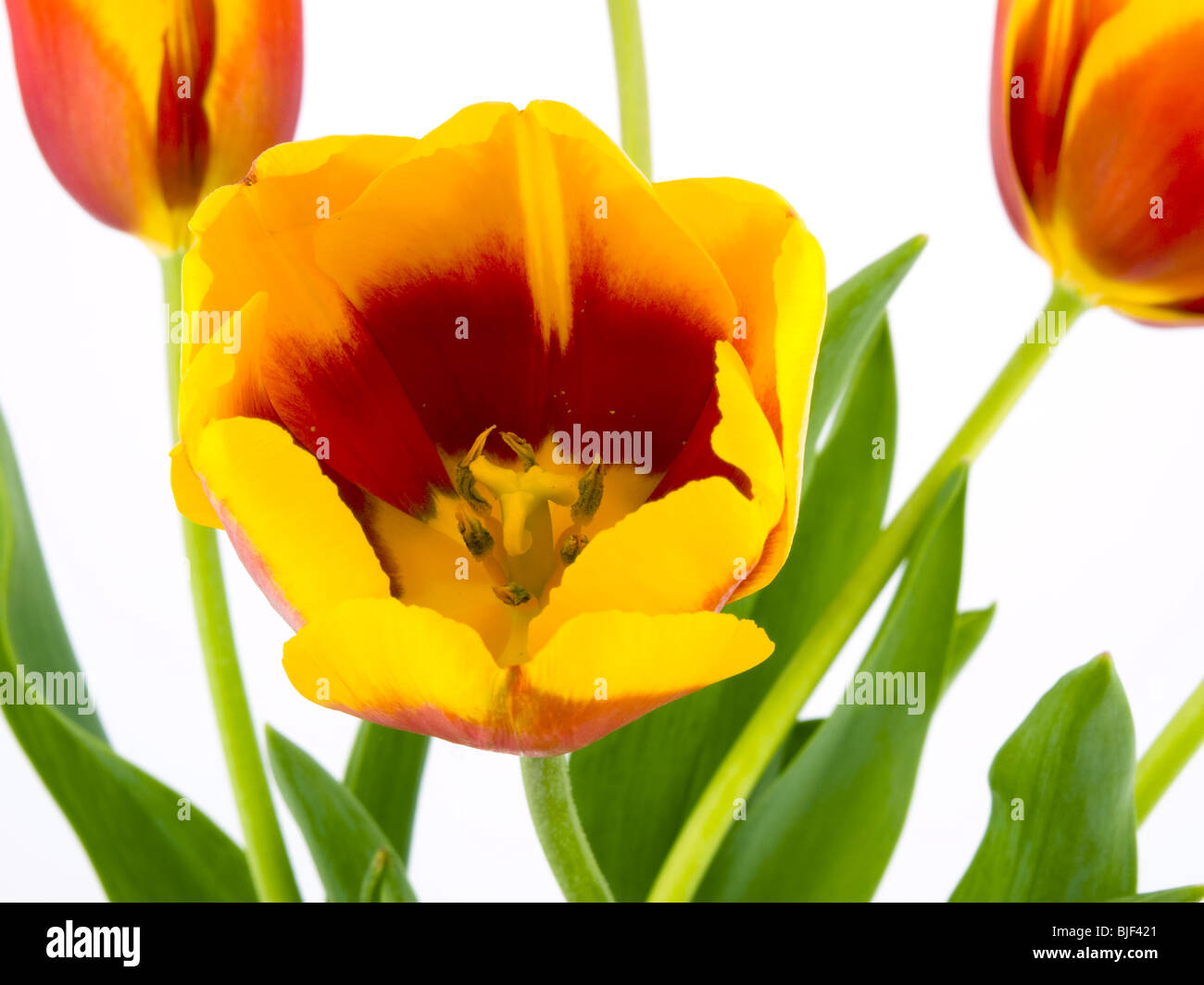 Closeup picture of red and yellow tulip on white background Stock Photo ...