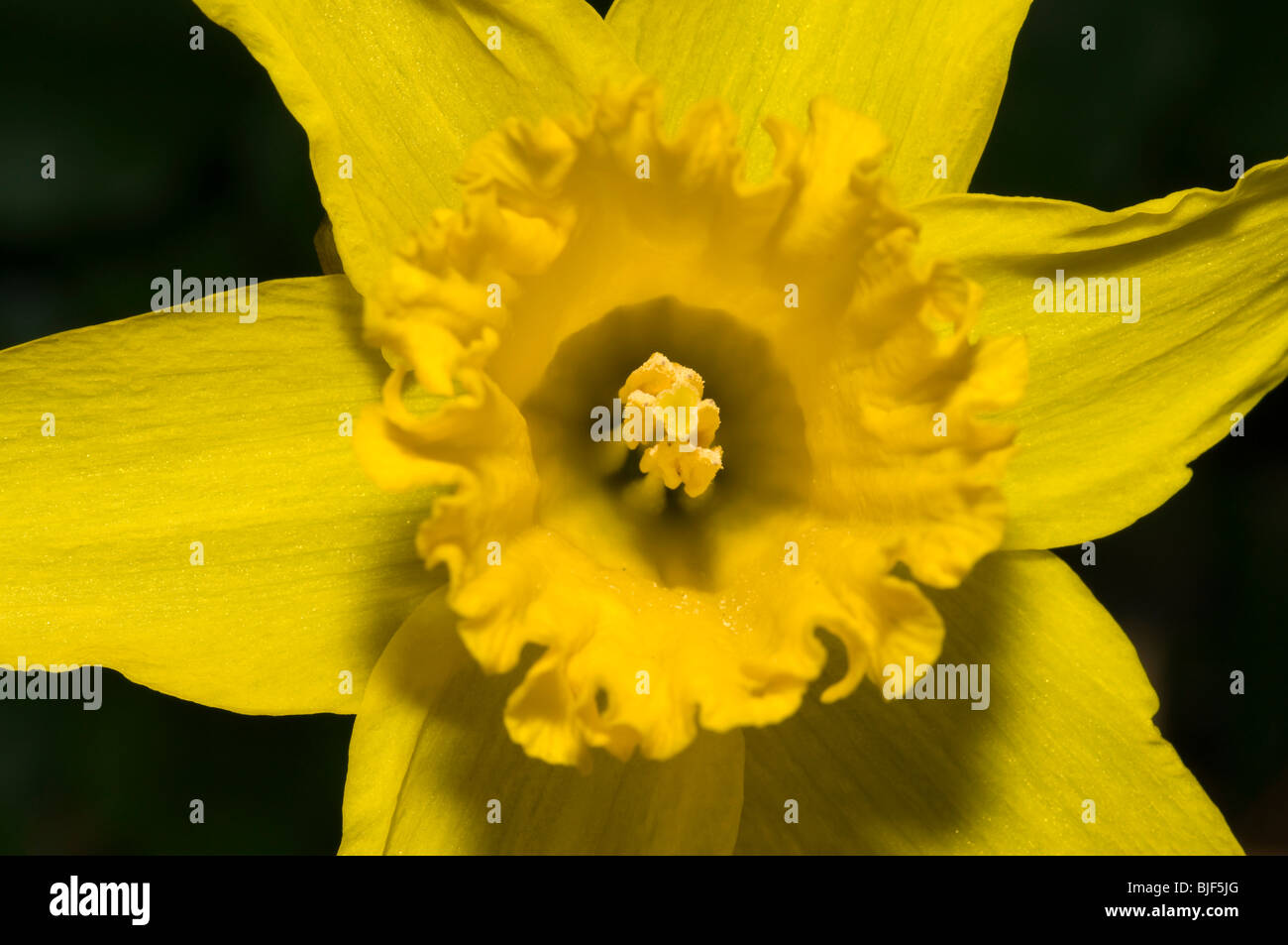 close up daffodil (narcissus) flower in spring Stock Photo