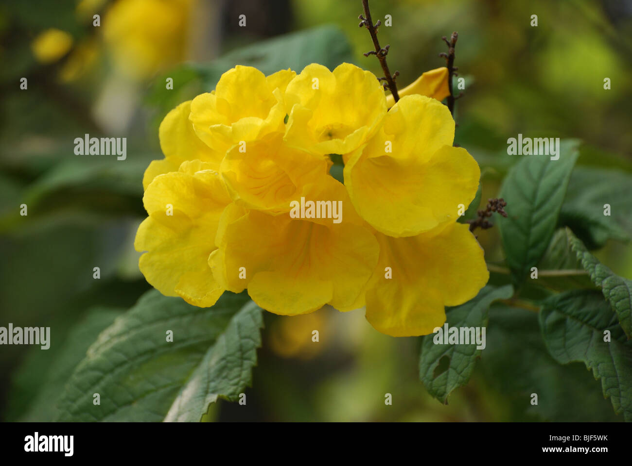 Colourful nature hi-res stock photography and images - Alamy
