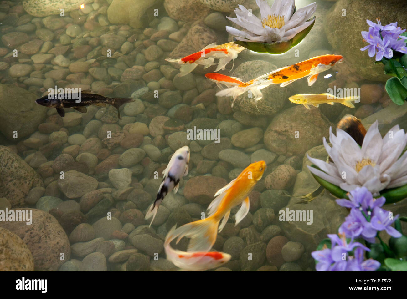 artificial pond rock stone fish swim show flower Stock Photo