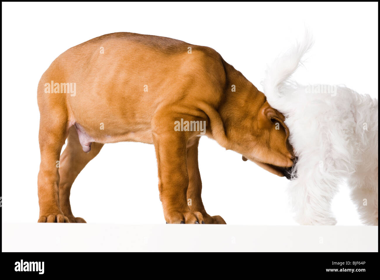 one dog smelling another Stock Photo