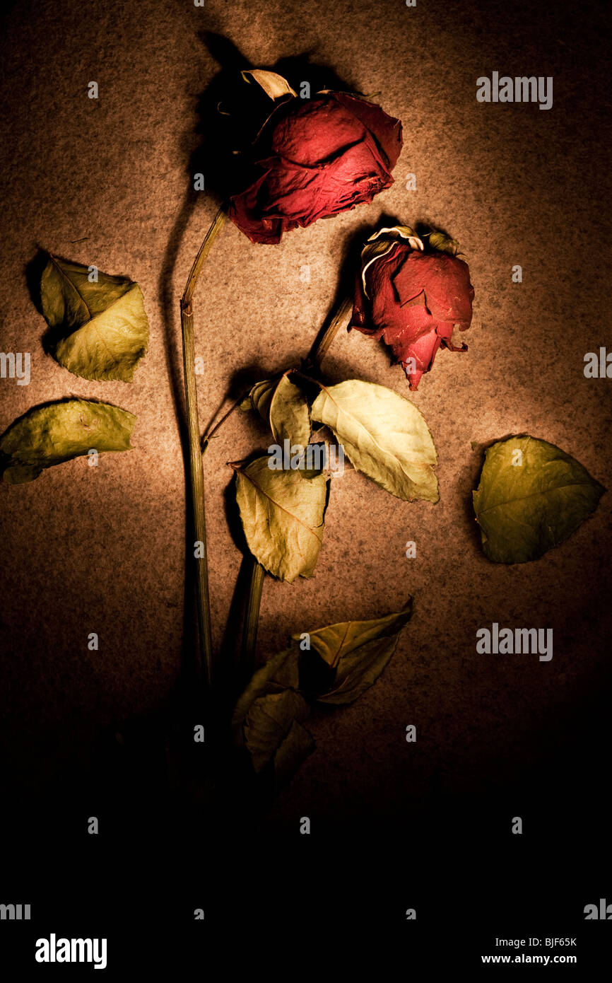 Dead rose art hi-res stock photography and images - Alamy
