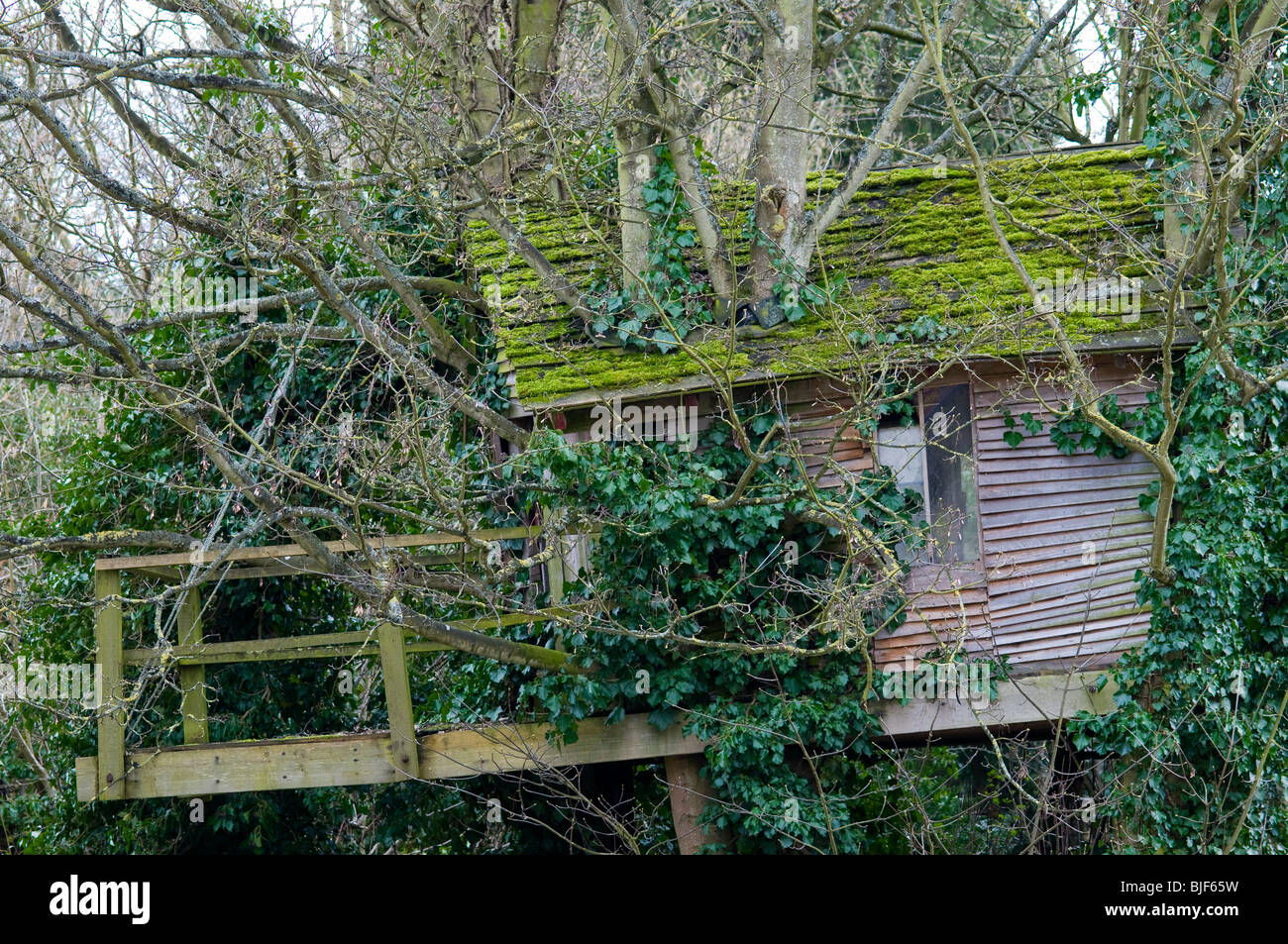 A moss covered tree house on the bank of the Oxford Canal near Lower Heyford, Oxfordshire Stock Photo