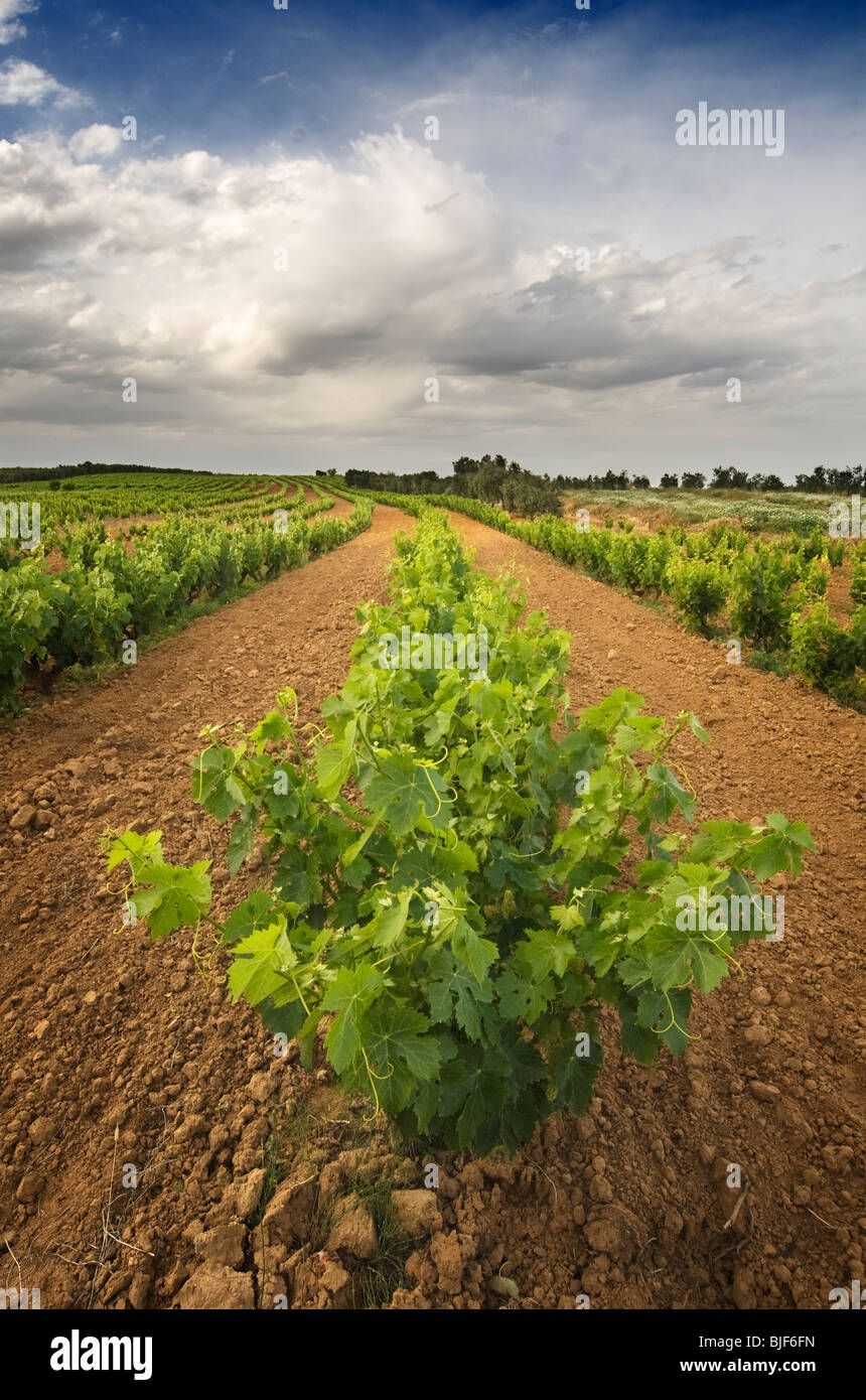Condado is one of the Spanish regions where they produce better wine