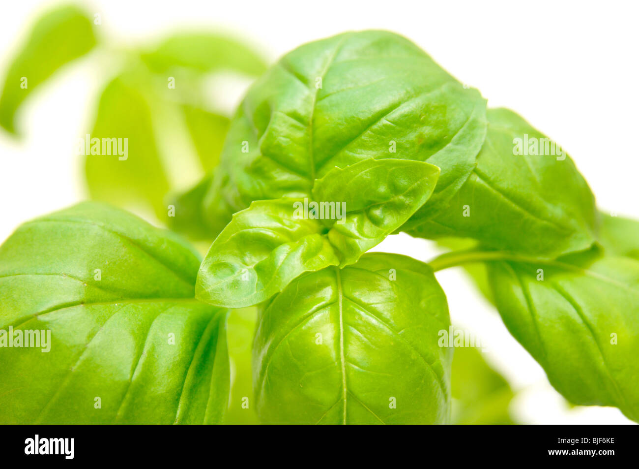Fresh basil on white background Stock Photo Alamy