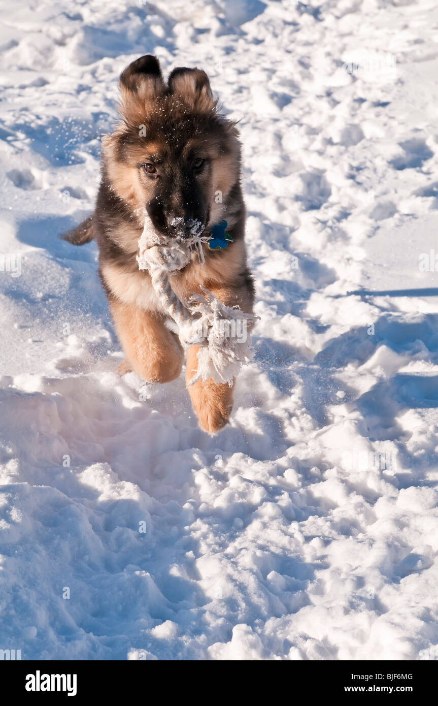 German shepherd Canis lupus familiaris long haired puppy 13