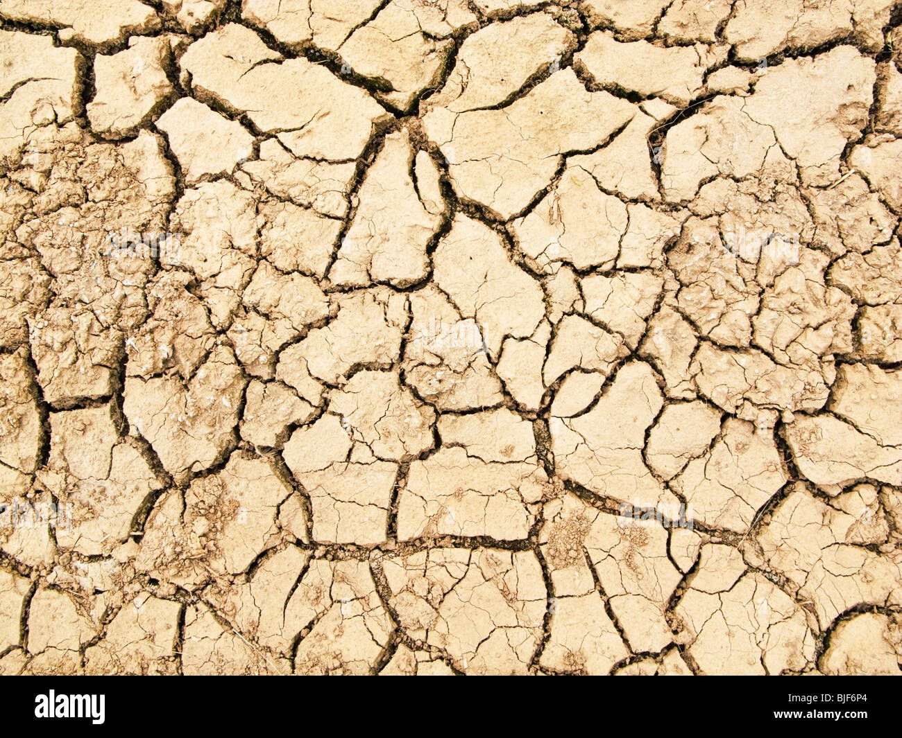 Cracked dry earth Stock Photo