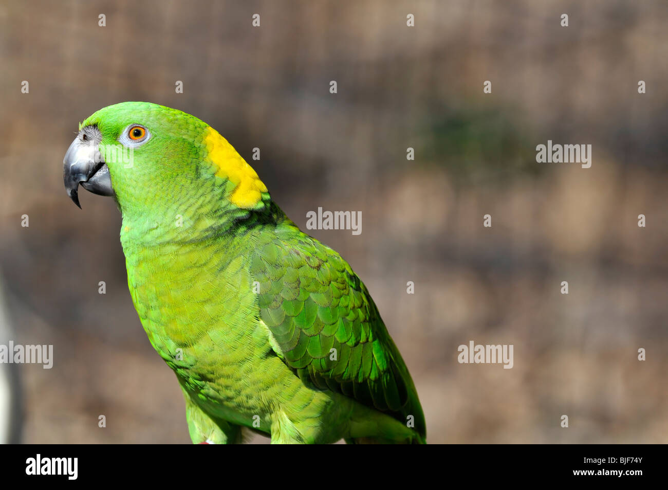 Yellow naped parrot Amazona auropalliata Stock Photo Alamy